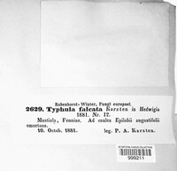 Image of Typhula falcata